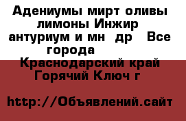 Адениумы,мирт,оливы,лимоны,Инжир, антуриум и мн .др - Все города  »    . Краснодарский край,Горячий Ключ г.